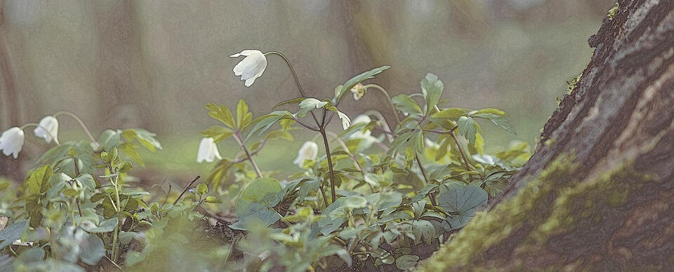 white flowers grow on a forest floor.